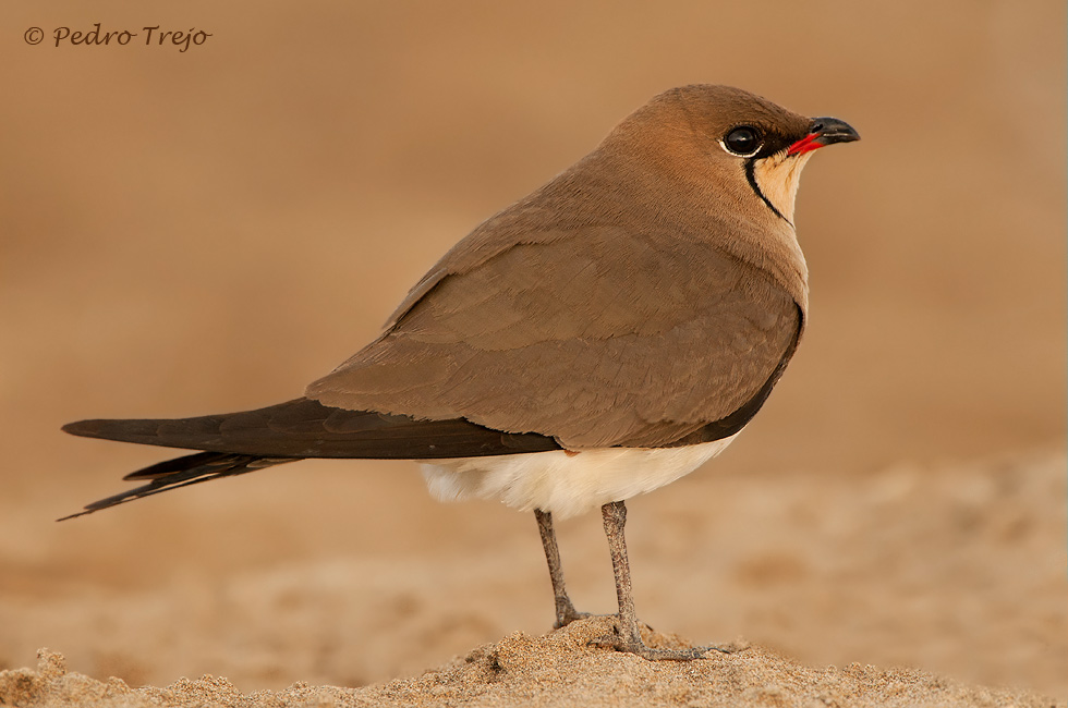 Canastera (Glareola pratincola)